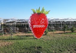 Çilek Park – Eskişehir Organik Çilek Tarlası – Çilek Fidesi